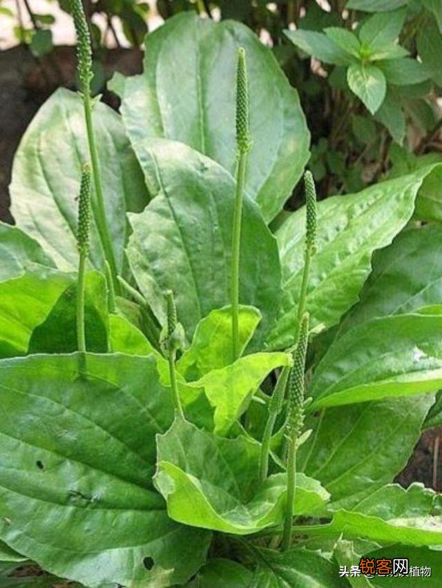 野菜,农村很多人叫猪舌头的菜,营养价值高嘛？