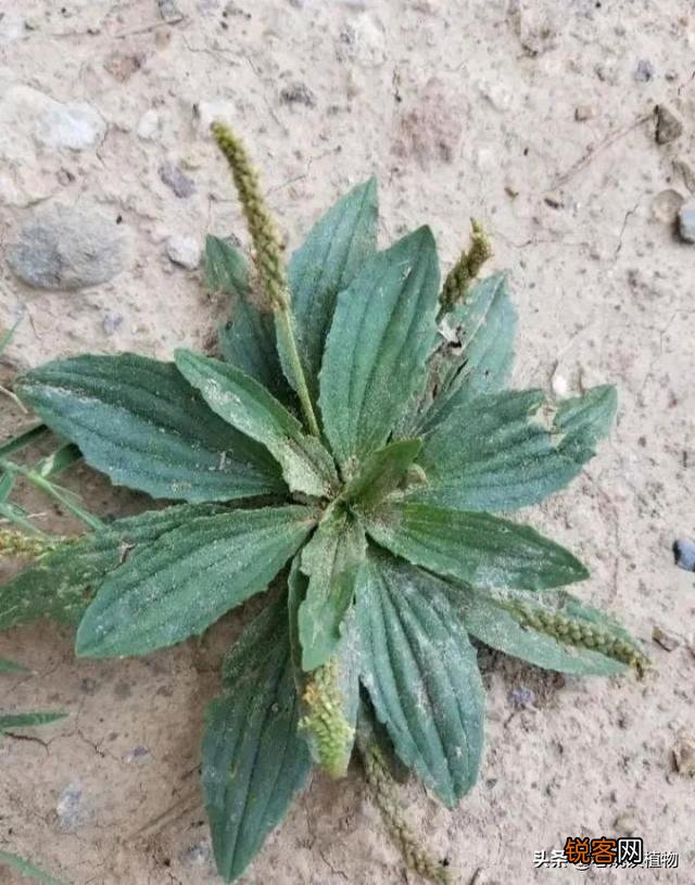野菜,农村很多人叫猪舌头的菜,营养价值高嘛？