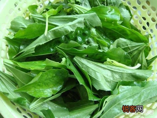 野菜,农村很多人叫猪舌头的菜,营养价值高嘛？