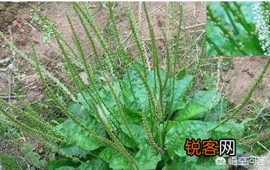 野菜,农村很多人叫猪舌头的菜,营养价值高嘛？