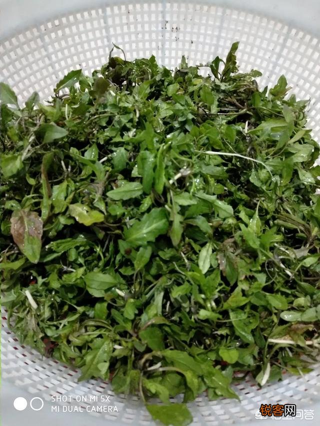 为什么有些城里人喜欢到农村采挖野菜呢？