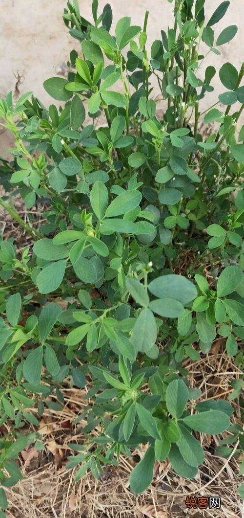农村有一种野菜叫苜蓿草,你吃过吗？