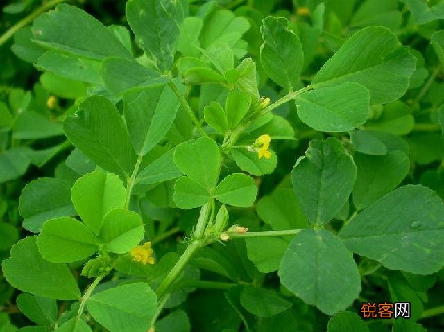 农村有一种野菜叫苜蓿草,你吃过吗？