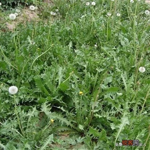 春夏季节,农田里哪些野菜可以吃,并且还应注意哪些事项？