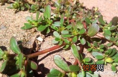 农村地里的野菜都能吃吗？吃了有什么好处啊？