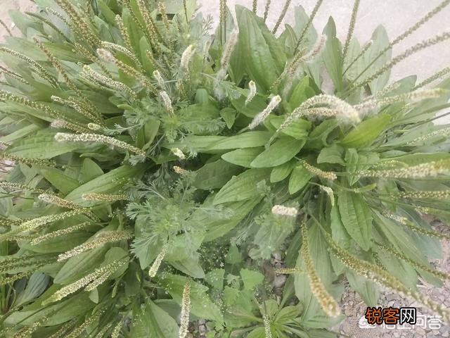 农村地里的野菜都能吃吗？吃了有什么好处啊？
