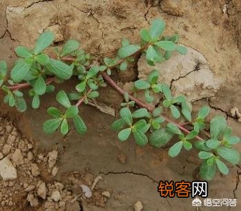 农村地里的野菜都能吃吗？吃了有什么好处啊？