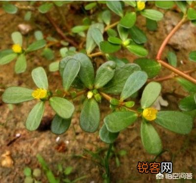 农村地里的野菜都能吃吗？吃了有什么好处啊？