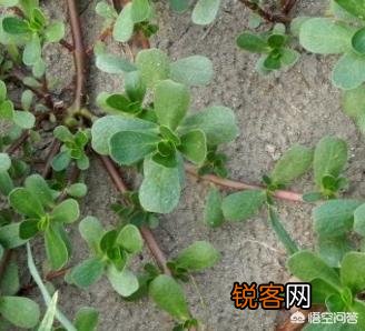 农村地里的野菜都能吃吗？吃了有什么好处啊？