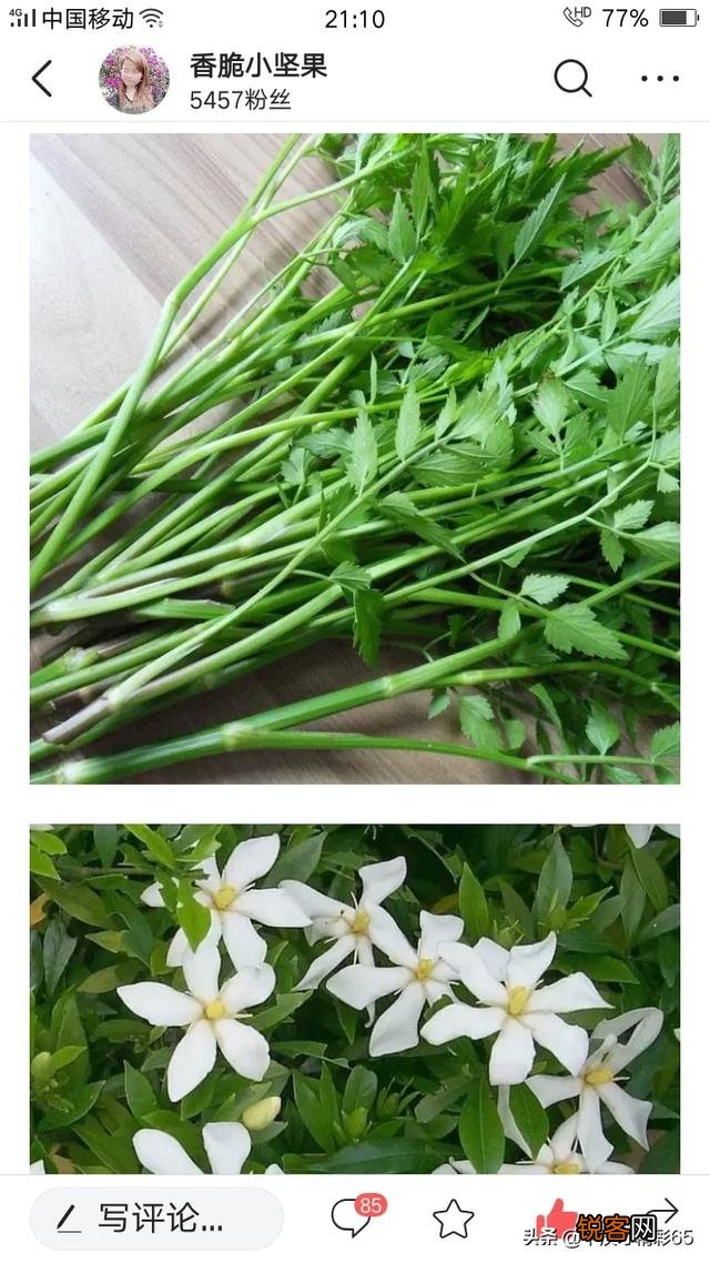 春暖花开,这些野菜你吃过几个？