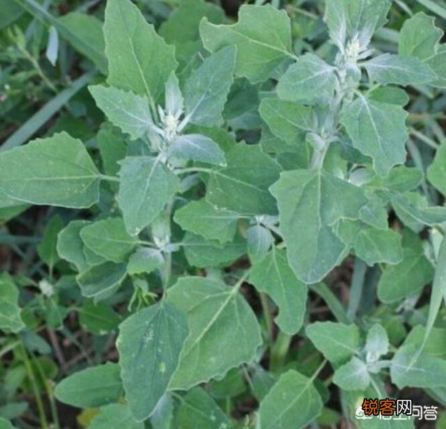 3、4月正是野菜成熟的季节,能吃的野菜有多少？