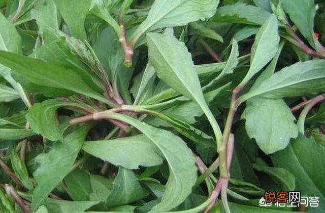 3、4月正是野菜成熟的季节,能吃的野菜有多少？