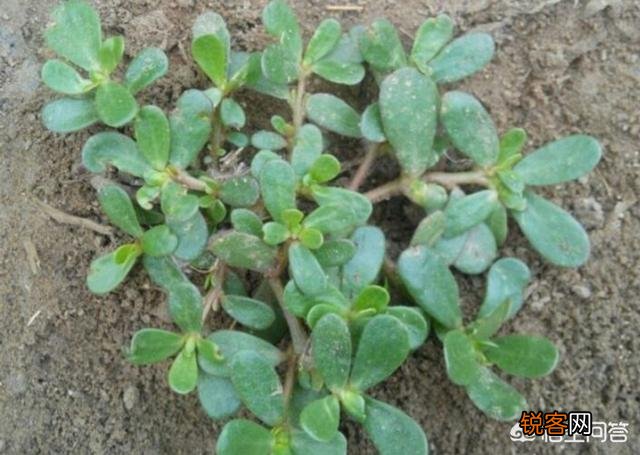 3、4月正是野菜成熟的季节,能吃的野菜有多少？