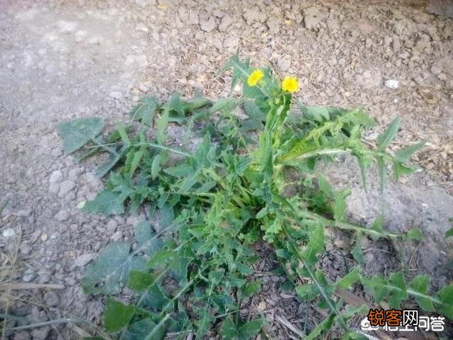 3、4月正是野菜成熟的季节,能吃的野菜有多少？