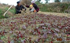 南方有什么好吃的野菜吗？