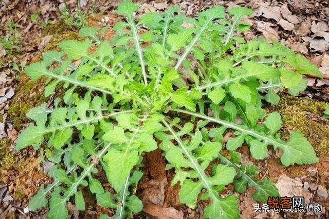 秃妮子头野菜能吃吗？