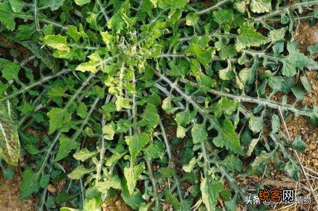 秃妮子头野菜能吃吗？