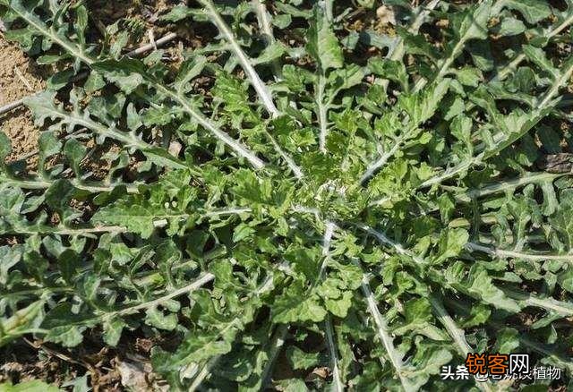 秃妮子头野菜能吃吗？