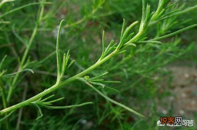 野菜怎么做才好吃？