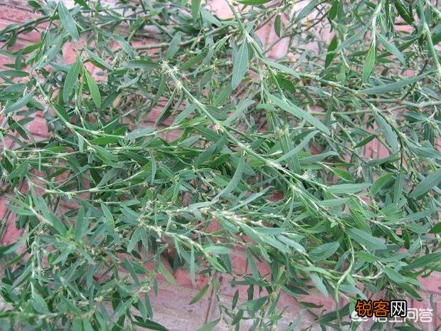 农村有一种做“猪牙菜”的野菜？能不能吃呢？
