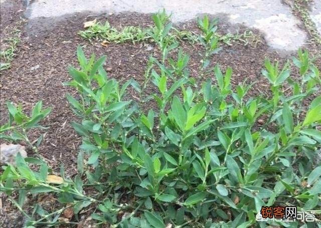 农村有一种做“猪牙菜”的野菜？能不能吃呢？