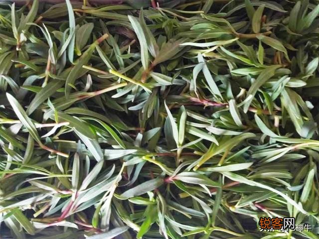 三四月份在你们老家都有什么爱吃的野菜？附上照片和名字最好？