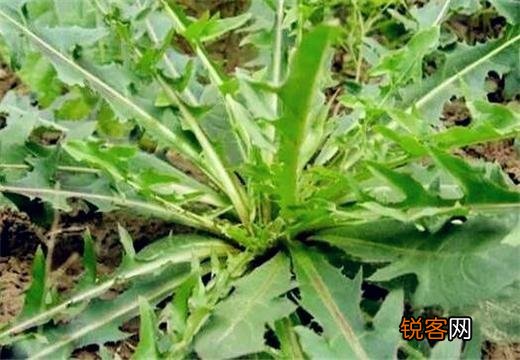 春天到了,还有哪些野菜可以当盘中美食呢？你吃过哪些野菜呢？