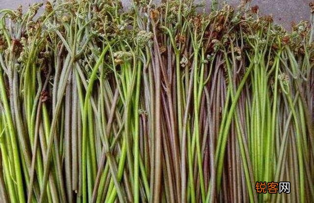 春天到了,还有哪些野菜可以当盘中美食呢？你吃过哪些野菜呢？