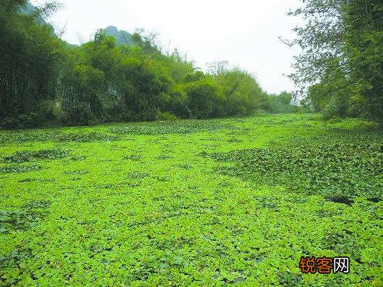 水葫芦的危害 怎么高效治理水葫芦