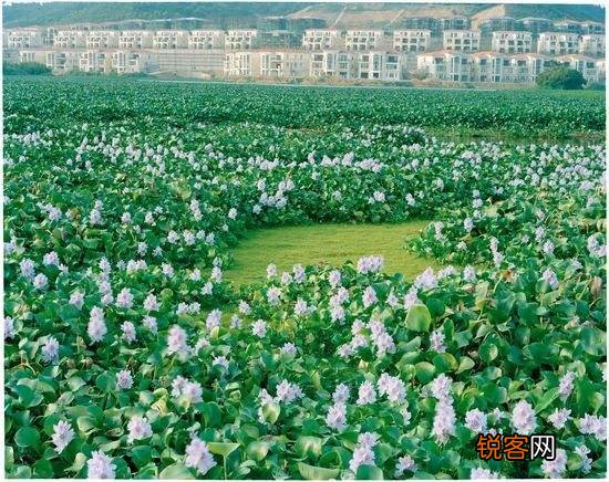 水葫芦的危害 怎么高效治理水葫芦