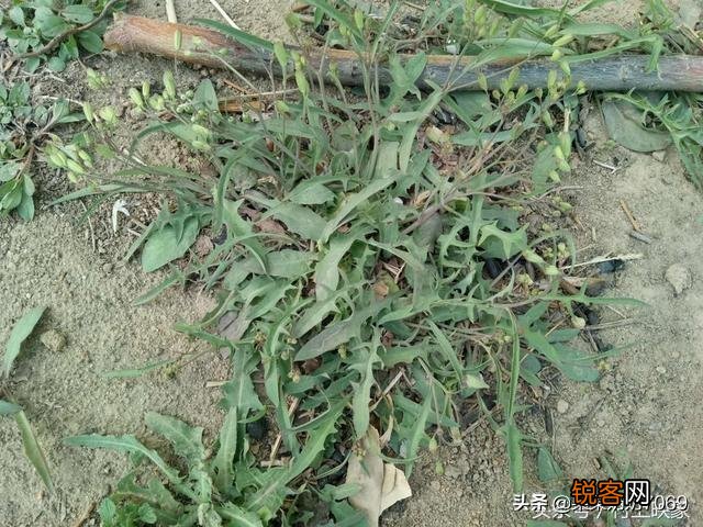 农村什么野菜吃了好？