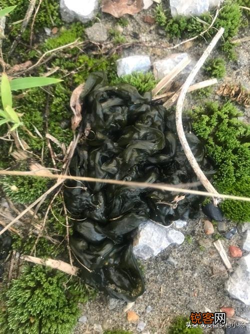 农村什么野菜吃了好？