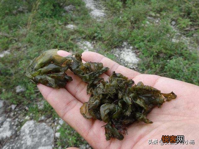 农村什么野菜吃了好？