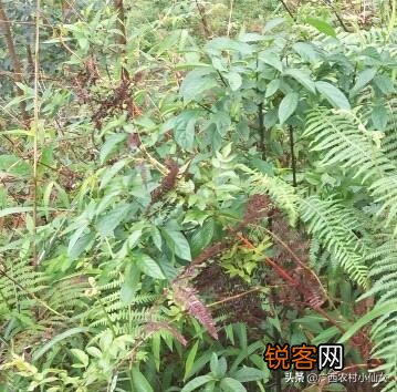 农村什么野菜吃了好？