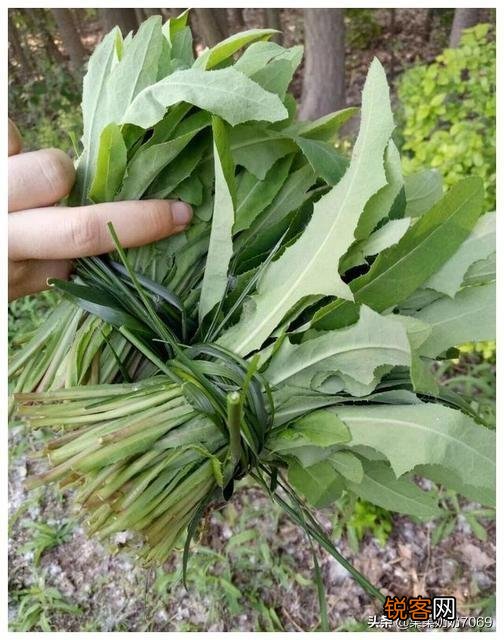 农村什么野菜吃了好？