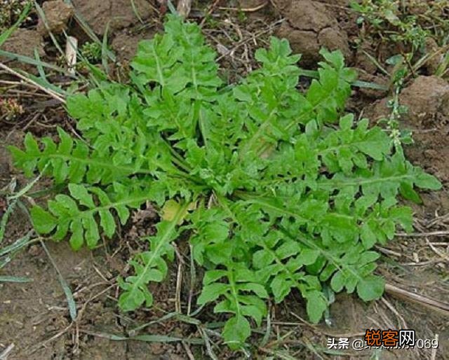 农村什么野菜吃了好？