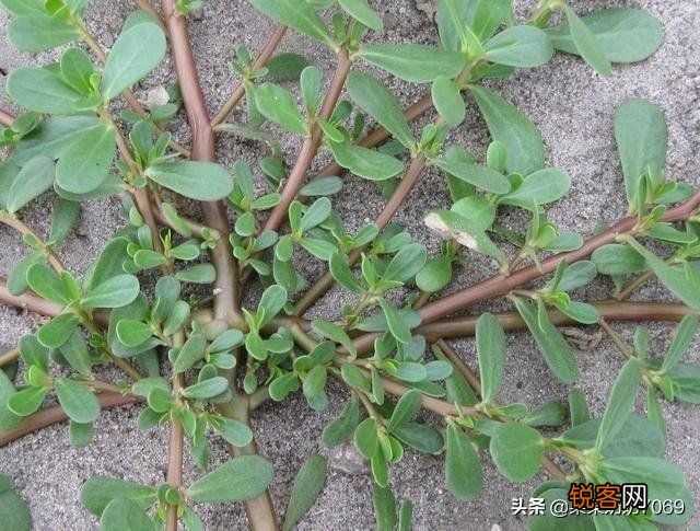农村什么野菜吃了好？