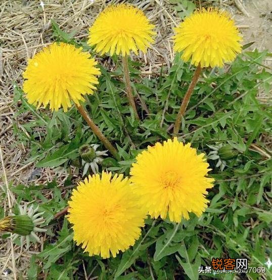 农村什么野菜吃了好？