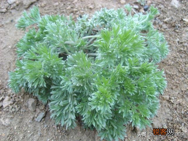 农村什么野菜吃了好？