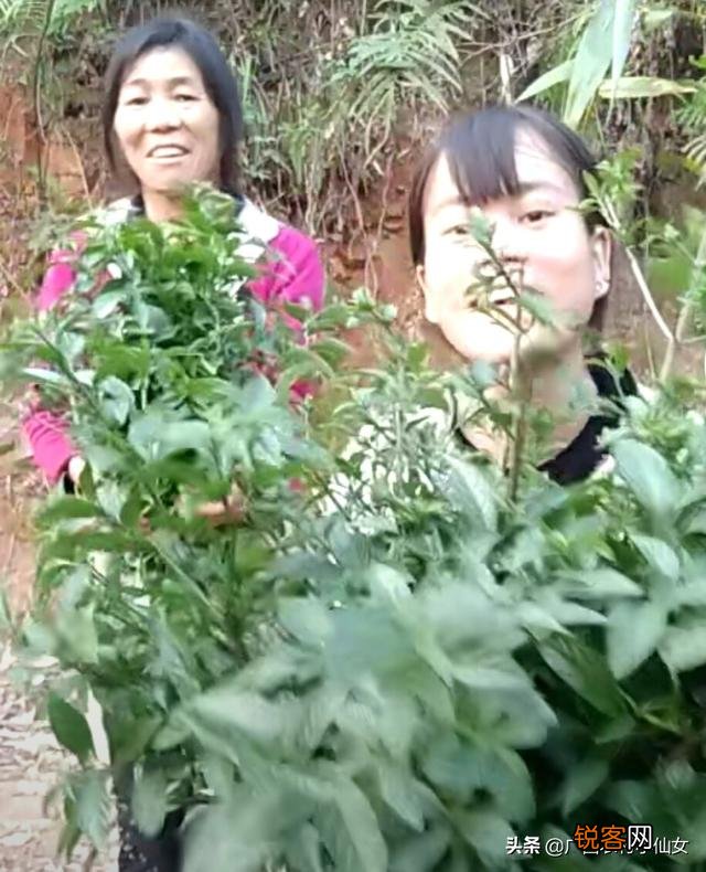 农村什么野菜吃了好？