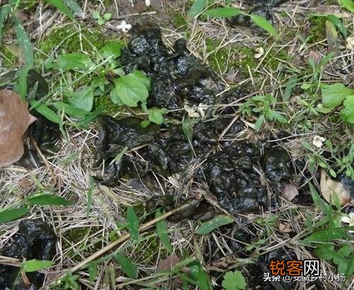 农村什么野菜吃了好？