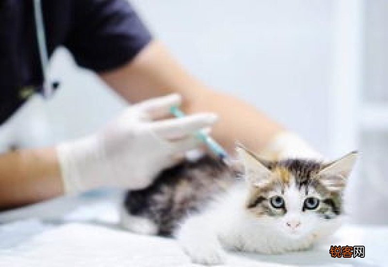 猫咪疫苗一共要打几针多少钱