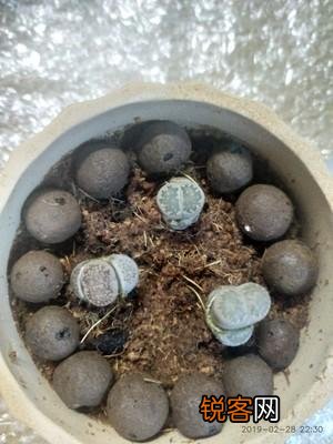生石花的种植及养护方法 开花爆盆都不成问题