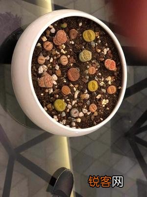 生石花的种植及养护方法 开花爆盆都不成问题