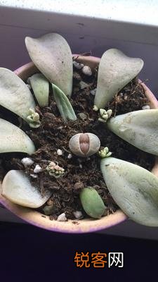 生石花的种植及养护方法 开花爆盆都不成问题