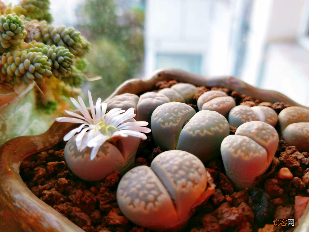 生石花的种植及养护方法 开花爆盆都不成问题