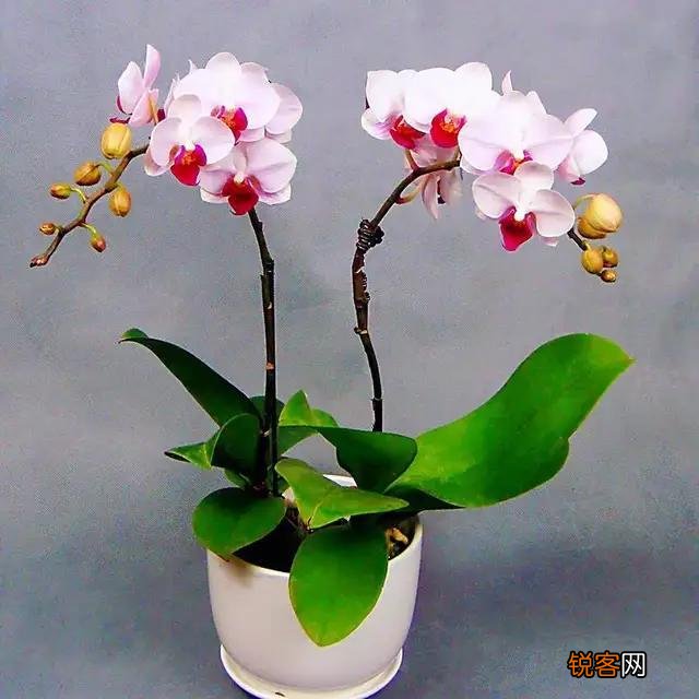蝴蝶兰的花语和寓意 蝴蝶兰的象征意义