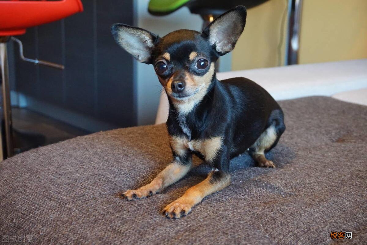 最听话的6种小型犬 适合喜欢撸狗的你