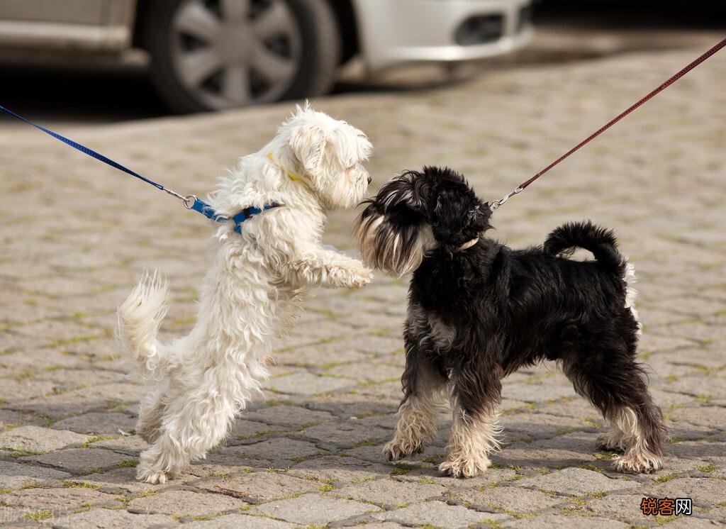 最听话的6种小型犬 适合喜欢撸狗的你