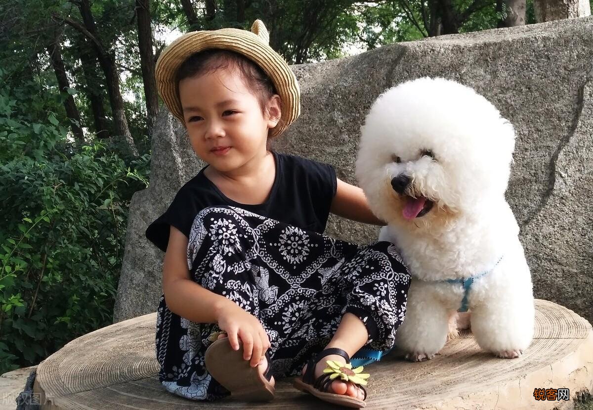 最听话的6种小型犬 适合喜欢撸狗的你